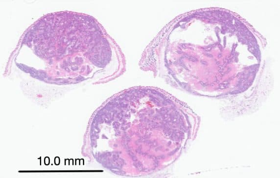 Whole-slide H&E scan: tissue sections